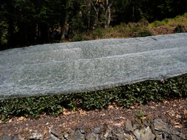 Clear Plastic Tarpaulin 170gsm